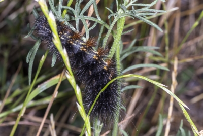 Tiger Moth Caterpilla May 2025